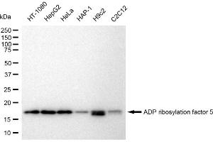 anti-ADP-Ribosylation Factor 5 (ARF5) antibody