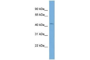 BXDC2 antibody used at 0. (BRIX1 抗体  (Middle Region))