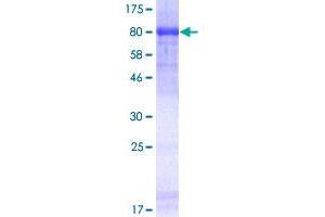 HDAC1 Protein (AA 1-482) (GST tag)