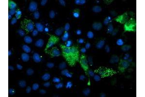 Immunofluorescence (IF) image for anti-phosphoglycerate Mutase 2 (Muscle) (PGAM2) antibody (ABIN1500173) (PGAM2 抗体)