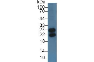 Western Blot; Sample: Mouse Spleen lysate; Primary Ab: 3µg/ml Rabbit Anti-Human IglL1 Antibody Second Ab: 0. (IGLL1 抗体  (AA 29-201))