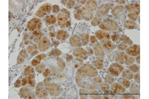 Image no. 5 for anti-Glutathione Reductase (GSR) (AA 413-523) antibody (ABIN598715) (Glutathione Reductase 抗体  (AA 413-523))