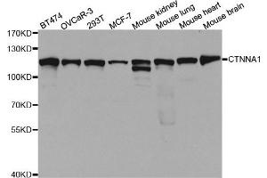 Western Blotting (WB) image for anti-Catenin (Cadherin-Associated Protein), alpha 1, 102kDa (CTNNA1) antibody (ABIN1876836) (CTNNA1 抗体)