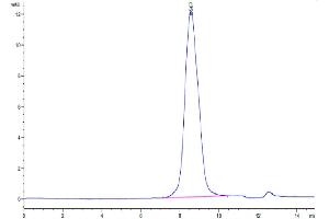 The purity of Human Notch3 is greater than 95 % as determined by SEC-HPLC. (NOTCH3 Protein (AA 40-467) (Fc Tag))