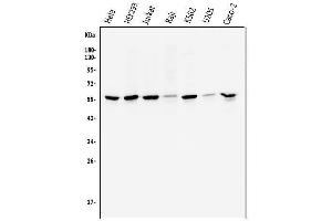 Western blot analysis of CCNB1 using anti-CCNB1 antibody (ABIN7599335).
