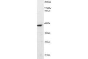 Image no. 2 for anti-Origin Recognition Complex, Subunit 4 (ORC4) (AA 350-362) antibody (ABIN293503) (ORC4 抗体  (AA 350-362))