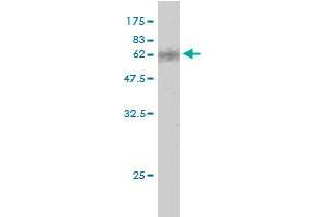 Western Blotting (WB) image for anti-Caudal Type Homeobox 2 (CDX2) (AA 1-313) antibody (ABIN560320)