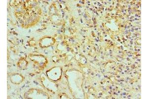 Immunohistochemistry of paraffin-embedded human kidney tissue using ABIN7159916 at dilution of 1:100 (TOMM2 (AA 20-145) 抗体)
