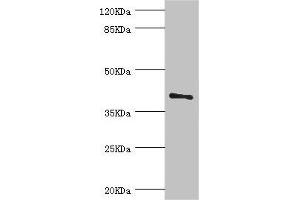 Western blot All lanes: LEFTY2 antibody at 2 μg/mL + A431 whole cell lysate Secondary Goat polyclonal to rabbit IgG at 1/10000 dilution Predicted band size: 41, 38 kDa Observed band size: 41 kDa