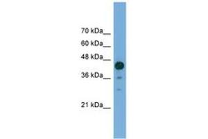 Image no. 1 for anti-Chromosome 2 Open Reading Frame 62 (C2orf62) (C-Term) antibody (ABIN6745563) (C2orf62 抗体  (C-Term))