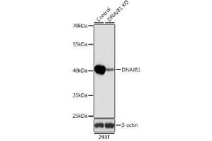 Western blot analysis of extracts from normal (control) and DNAJB1 knockout (KO) 293T cells using DNAJB1 Polyclonal Antibody at dilution of 1:1000. (DNAJB1 抗体)