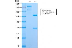 SDS-PAGE Analysis Purified BrdU Rabbit Recombinant Monoclonal Antibody (BRD2888R). (Recombinant BrdU 抗体)