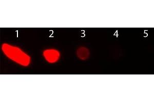 Dot Blot of Donkey anti-Goat IgG Antibody Texas Red Conjugated. (驴 anti-山羊 IgG (Heavy & Light Chain) Antibody (Texas Red (TR)) - Preadsorbed)