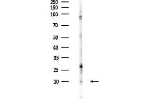 Western blot analysis of lysates from RAW264.