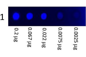 A three-fold serial dilution of Mouse IgG3 (FITC) starting at 200 ng was spotted onto 0. (小鼠 IgG3 isotype control (FITC))