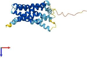MAS-Related GPR, Member G (Mrgprg) (AA 1-289) protein (His tag)