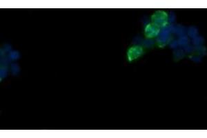 Image no. 1 for anti-Fetal and Adult Testis Expressed 1 (FATE1) antibody (ABIN1498226) (FATE1 抗体)