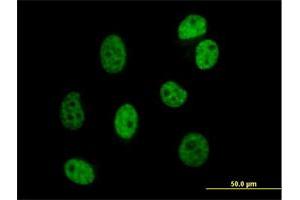 Immunofluorescence of purified MaxPab antibody to DAZAP1 on HeLa cell. (DAZAP1 抗体  (AA 1-407))