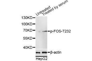 Western blot analysis of extracts of HepG2 cells, using Phospho-FOS-T232 antibody (ABIN5969895) at 1/1000 dilution. (c-FOS 抗体  (pThr232))