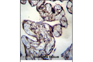 Immunohistochemistry (Paraffin-embedded Sections) (IHC (p)) image for anti-BCL2/adenovirus E1B 19kDa Interacting Protein 2 (BNIP2) (AA 285-316), (C-Term) antibody (ABIN657307)