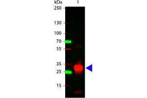 Image no. 1 for Rabbit anti-Human IgG (Fc Region) antibody (ABIN300553) (兔 anti-人 IgG (Fc Region) Antibody)