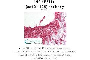 Image no. 1 for anti-Pellino E3 Ubiquitin Protein Ligase 1 (PELI1) (AA 121-135) antibody (ABIN1737979)