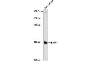 Western blot analysis of extracts of Rat spleen using BATF3 Polyclonal Antibody at dilution of 1:1000. (BATF3 抗体)