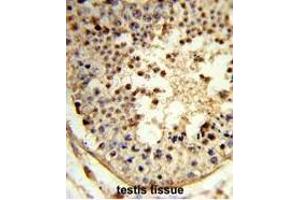 Formalin-fixed and paraffin-embedded human testis tissue reacted with ARGLU1 Antibody (N-term), which was peroxidase-conjugated to the secondary antibody, followed by DAB staining. (ARGLU1 抗体  (N-Term))