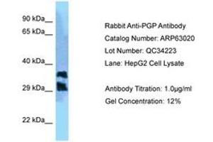 Image no. 1 for anti-Phosphoglycolate Phosphatase (PGP) (C-Term) antibody (ABIN6749960) (PGP 抗体  (C-Term))