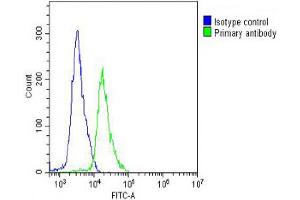 Overlay histogram showing Jurkat cells stained with Antibody (green line). (CCT8L2 抗体  (AA 92-124))