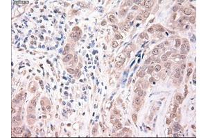 Immunohistochemical staining of paraffin-embedded kidney using anti-Trim33 (ABIN2452534) mouse monoclonal antibody. (TRIM33 抗体  (AA 887-1046))