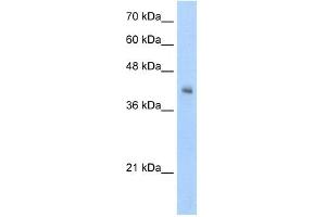 VSIG4 antibody used at 5 ug/ml to detect target protein.