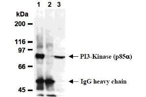 Western Blotting (WB) image for anti-Phosphoinositide 3 Kinase, p85 alpha (PI3K p85a) antibody (ABIN1108652) (PIK3R1 抗体)