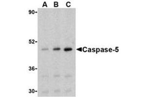 Image no. 2 for anti-Caspase 5, Apoptosis-Related Cysteine Peptidase (CASP5) antibody (ABIN319133) (CASP5 抗体)