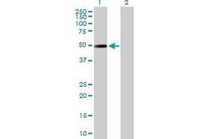 Western Blot analysis of NR2F2 expression in transfected 293T cell line by NR2F2 MaxPab polyclonal antibody.