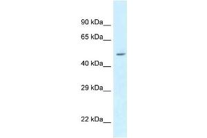 Western Blot showing ATXN10 antibody used at a concentration of 1 ug/ml against 293T Cell Lysate (Ataxin 10 抗体  (N-Term))