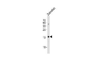 Anti-gabarapl2 Antibody (N-term) at 1:1000 dilution + Zebrafish lysates Lysates/proteins at 20 μg per lane. (GABARAPL2 抗体  (N-Term))