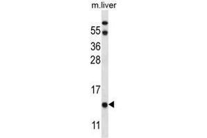 UQCRB Antibody (Center) western blot analysis in mouse liver tissue lysates (35 µg/lane). (UQCRB 抗体  (Middle Region))