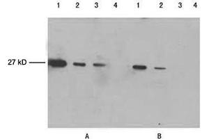 Lane 1-3: 100 ng, 25 ng, 10 ng GFP fusion proteinLane 4: Negative controlPrimary antibody: A. (GFP 抗体)
