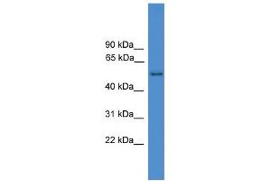 WB Suggested Anti-SERPINF2 Antibody Titration: 0. (alpha 2 Antiplasmin 抗体  (N-Term))