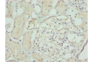 Immunohistochemistry of paraffin-embedded human kidney tissue using ABIN7161542 at dilution of 1:100 (NFAM1 抗体  (AA 186-270))