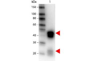 Western Blot of Peroxidase conjugated Donkey anti-Rabbit IgG antibody. (驴 anti-兔 IgG (Heavy & Light Chain) Antibody (HRP) - Preadsorbed)