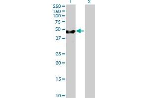 Western Blot analysis of PA2G4 expression in transfected 293T cell line by PA2G4 MaxPab polyclonal antibody. (PA2G4 抗体  (AA 1-394))