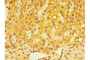 Immunohistochemistry of paraffin-embedded human adrenal gland tissue using ABIN7148491 at dilution of 1:100 (GPS1 抗体  (AA 222-491))