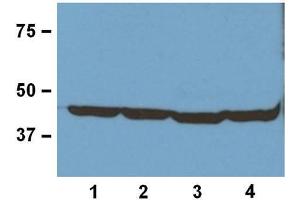 1:1000 (1μg/mL) Ab dilution used in WB of 20μg/lane tissue lysates from human (1), mouse (2), rat (3), and rabbit (4) (ERK1 抗体)