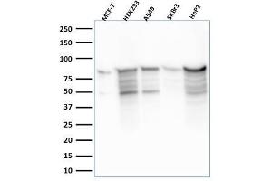 Western Blot Analysis of MCF-7, HEK-293, A549, SKBr3, HeP2 lysate using MCM7 Mouse Monoclonal Antibody (MCM7/2756R).