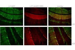 Staining with Mouse Pcp2 Antibody (C-term) (ABIN1882111 and ABIN2840758) was colocalized with GFP in most of the Purkinje cells with low background in 1:500 dilution condition. (Pcp2 抗体  (C-Term))