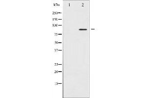 Western blot analysis of STAT5A expression in 293 whole cell lysates,The lane on the left is treated with the antigen-specific peptide. (STAT5A 抗体  (C-Term))