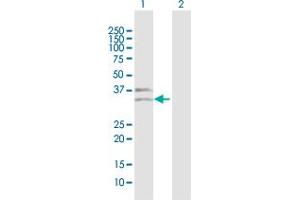 Western Blot analysis of EFHD1 expression in transfected 293T cell line by EFHD1 MaxPab polyclonal antibody. (EFHD1 抗体  (AA 1-239))