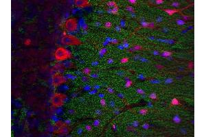 Immunostaining of a PFA fixed mouse cerebellum section with Oyster® 550 labeled anti-parvalbumin (dilution 1 : 200; red) and rabbit anti-synaptogyrin (ABIN1742189, dilution 1 : 200; green) .